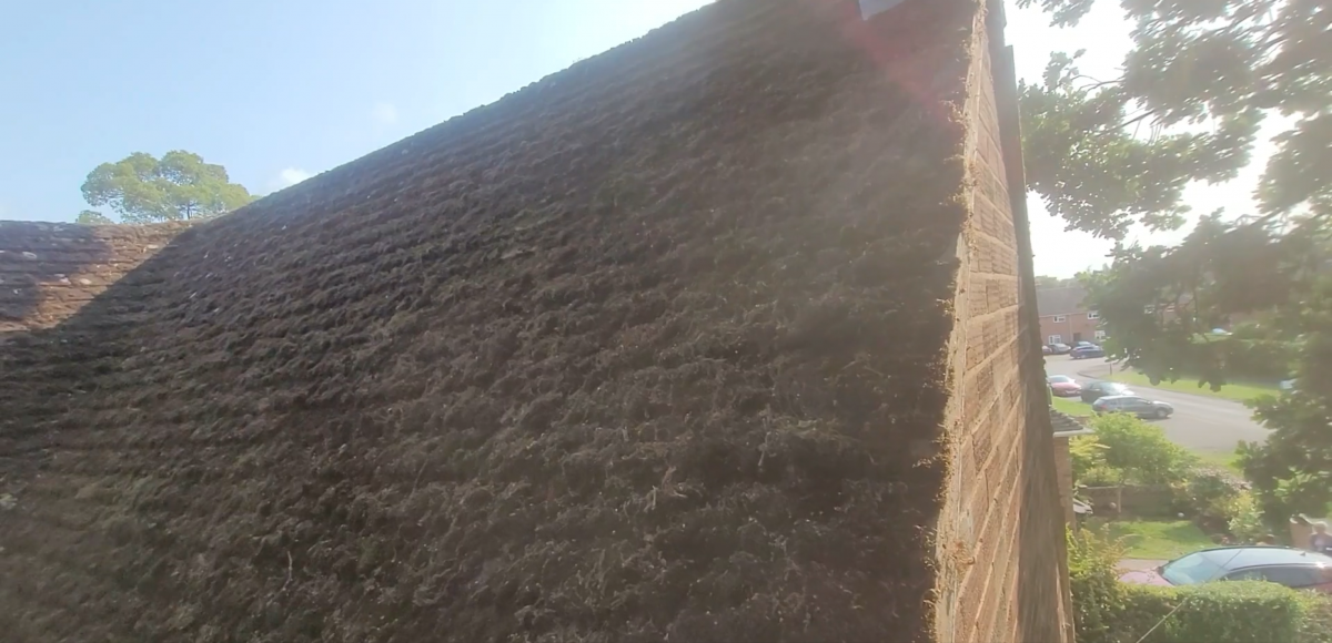Image shows moss covered roof