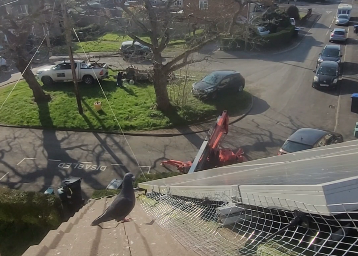 Photo show pigeon nesting underneath solar panels r h